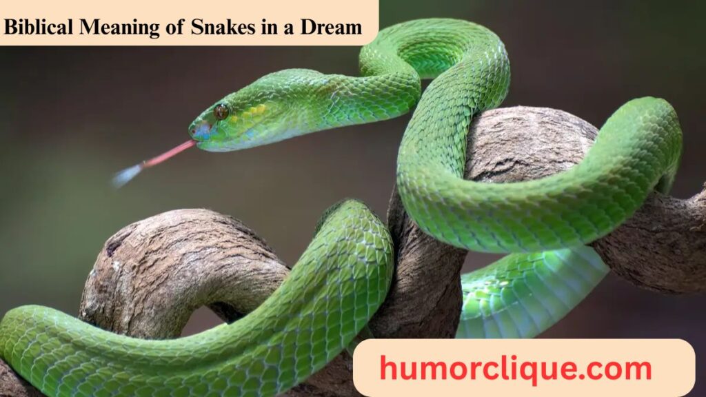 What Is the Biblical Meaning of Snakes in a Dream? A Christian Guide to Spiritual Interpretation